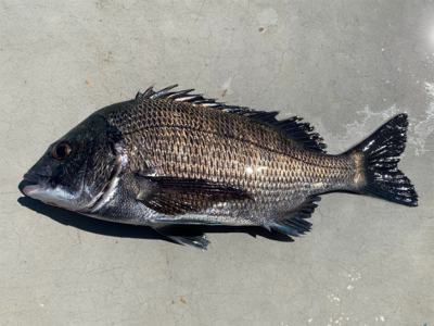 久し振りのフカセ