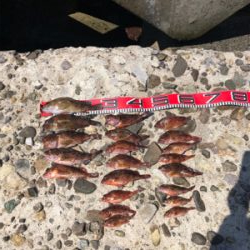 爆釣ガシラの切浜地磯