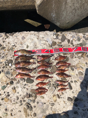 爆釣ガシラの切浜地磯