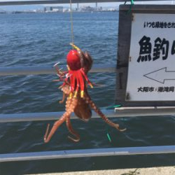 新子マダコ数釣り9杯♪