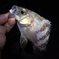 梅雨メバル釣れてます