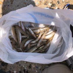 ピンギスならぬ豆ギスまつり