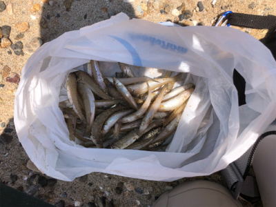 ピンギスならぬ豆ギスまつり