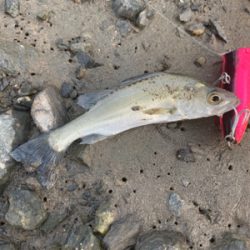 トップの季節になってきました！