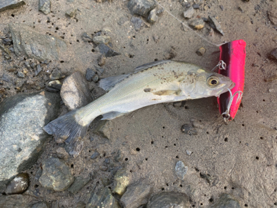 トップの季節になってきました！