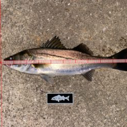 久々、ナイトゲーム