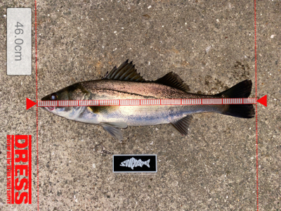 久々、ナイトゲーム