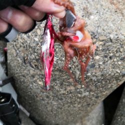 タコの活性が低くなってきた。