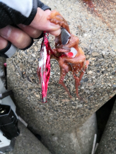 タコの活性が低くなってきた。