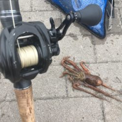 まさかの小サバ不発。。タコは安定の新子♪