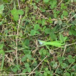 ワールドシャウラ でチニング