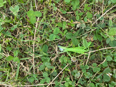 ワールドシャウラ でチニング