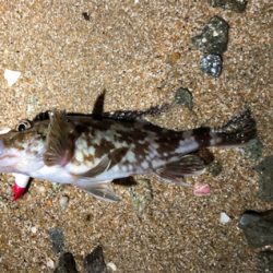 ナイスガシラ3匹