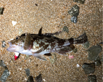 ナイスガシラ3匹