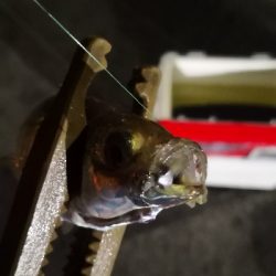 アジング練習 156