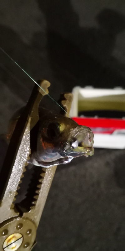 アジング練習 156