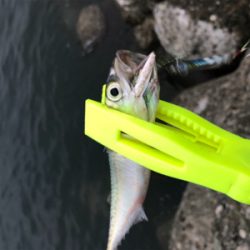 夏青物始まる！