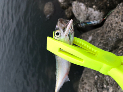 夏青物始まる！