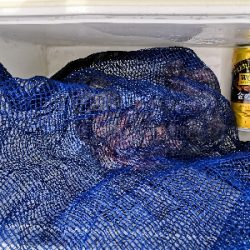 今日のタコは。