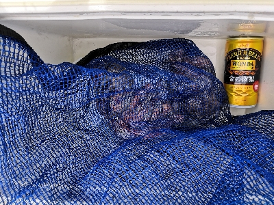 今日のタコは。