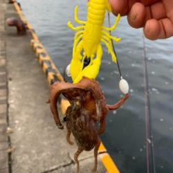 朝まづめのオクトパッシング