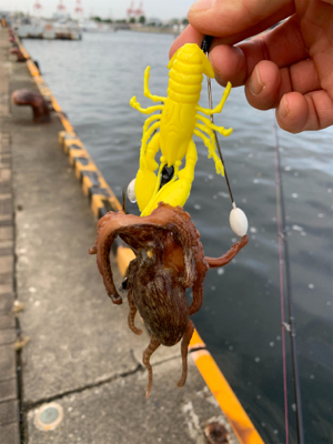 朝まづめのオクトパッシング