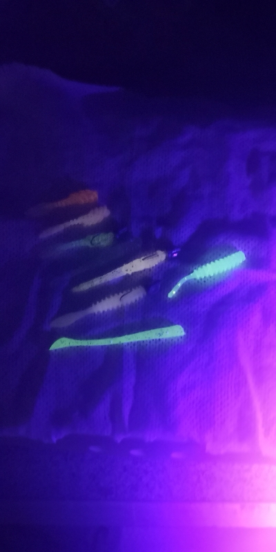 アジング練習 157