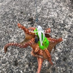 タコを食べたくて。