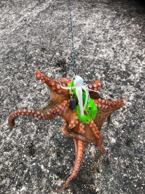 タコを食べたくて。