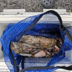 朝から夕方オクトパッシング