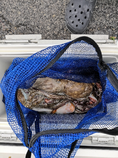 朝から夕方オクトパッシング