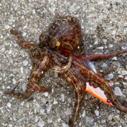 タコサバアジの三目^ ^♫