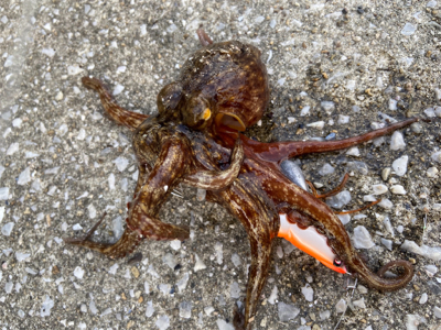 タコサバアジの三目^ ^♫