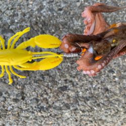 今日もタコ三昧