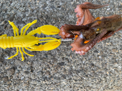今日もタコ三昧