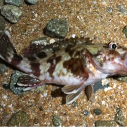 ガシリングぅ〜