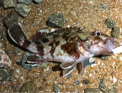 ガシリングぅ〜