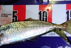 中豆数釣りわっしょい