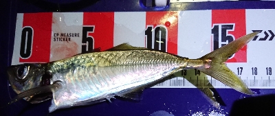 中豆数釣りわっしょい