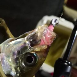 アジング練習 158