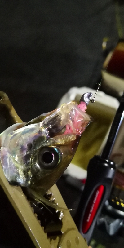 アジング練習 158