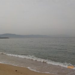 ピンギス絶好調