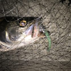 まぁまぁ活性高い?