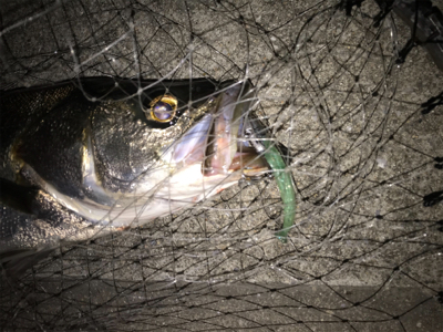 まぁまぁ活性高い?