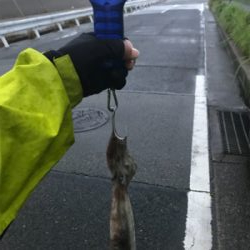 イカはお留守…でも外道のテナガダコGET (^^)/