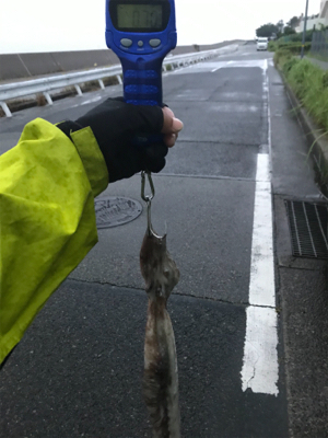 イカはお留守…でも外道のテナガダコGET (^^)/