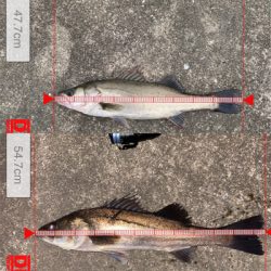 ナイト〜タコ〜マズメ〜ナイト