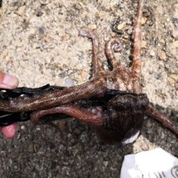 雨上がりオクトパッシング