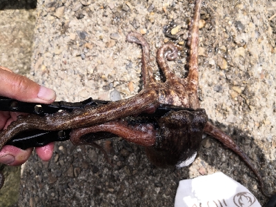 雨上がりオクトパッシング