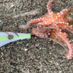 ショアタコで自己新!